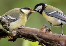 Mbahet në Tiranë festivali i zogjve. Ekspozohen 3 mijë zogj të 150 racave
