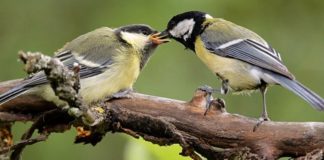 Mbahet në Tiranë festivali i zogjve. Ekspozohen 3 mijë zogj të 150 racave