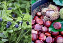 Lajmi i mirë/ Gështenjat, mjalti, boronica dhe dhia e malësisë regjistrohen produkte ‘Made in Albania”