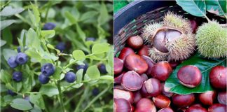 Lajmi i mirë/ Gështenjat, mjalti, boronica dhe dhia e malësisë regjistrohen produkte ‘Made in Albania”