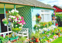 Studimi/ Kopshtaria dhe lulet, pasioni që ju jep kënaqësi dhe jetëgjatësi