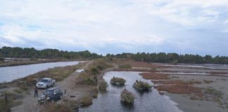 Në “Ishullin e Pelikanit”, krijohet infrastruktura ku zogjtë ngrenë foletë e tyre