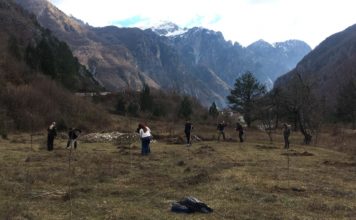 FOTOT/ Parkut Kombëtar të Thethit i shtohen 350 fidanë arre