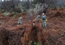 “Krijo oksigjenin tënd”, nxënësit mbjellin 1500 fidanë në Llogara