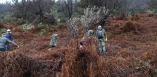 “Krijo oksigjenin tënd”, nxënësit mbjellin 1500 fidanë në Llogara