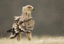 290 lloje shpendësh autokton në Shqipëri