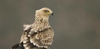 290 lloje shpendësh autokton në Shqipëri