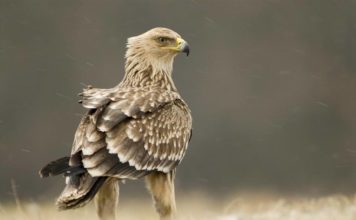 290 lloje shpendësh autokton në Shqipëri