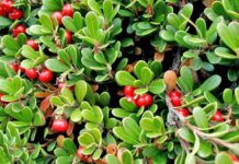 VIDEO/ Gërdeci, fruti magjik me përfitime të jashtëzakonshme shëndetësore