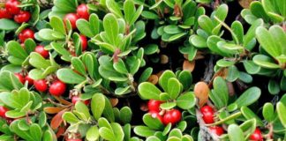 VIDEO/ Gërdeci, fruti magjik me përfitime të jashtëzakonshme shëndetësore