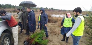FOTO / ‘Pyllëzohet’ Karavastaja, mbillen 200 pisha të buta