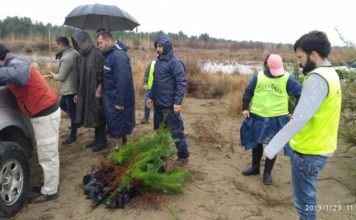 FOTO / ‘Pyllëzohet’ Karavastaja, mbillen 200 pisha të buta