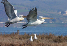 Nis censusi i shpendëve të ujit në 26 zona të mbrojtura