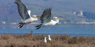 Nis censusi i shpendëve të ujit në 26 zona të mbrojtura