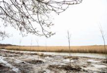 5 mijë pemë për të ndalur erozionin në Kune-Vain