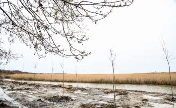 5 mijë pemë për të ndalur erozionin në Kune-Vain
