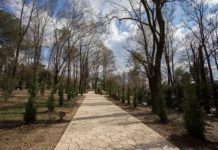 Pemët “Lejlandër’ të mbjella tek Liqeni kanë një simbolikë të veçantë