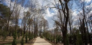 Pemët “Lejlandër’ të mbjella tek Liqeni kanë një simbolikë të veçantë