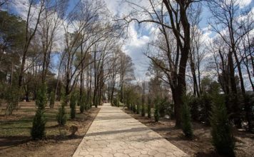 Pemët “Lejlandër’ të mbjella tek Liqeni kanë një simbolikë të veçantë