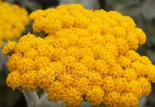 Akja, një bimë shumëvjeçare që rigjeneron lëkuren dhe pastron rrugët e frymëmarrjes