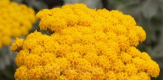 Akja, një bimë shumëvjeçare që rigjeneron lëkuren dhe pastron rrugët e frymëmarrjes