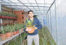 Kultivimi i Aloe Vera, sipërmarrje e suksesshme për Albi Sulon