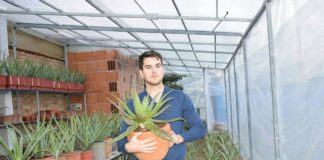Kultivimi i Aloe Vera, sipërmarrje e suksesshme për Albi Sulon