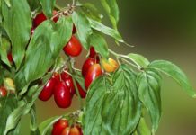 Ja përdorimi mjekësor i thanës