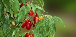 Ja përdorimi mjekësor i thanës