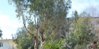 FOTOT/ Gjesti i veçantë i 10 çifteve të moshuarish në Urë Vajgurore për Shën Valentinin