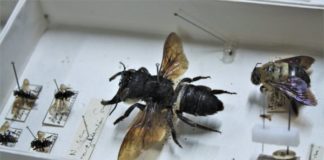 Zbulohet bleta më e madhe në botë. Ja veçantia e saj