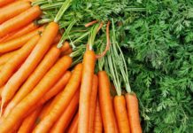 Jo vetëm karotat, barishtet janë magjike për Zemrën, Veshkat dhe Kockat