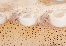 Zbulohet alternativa ekologjike për plastikën