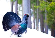 Lajmi i mirë/ Gjeli i egër rikthehet në parkun kombëtar të Tomorrit