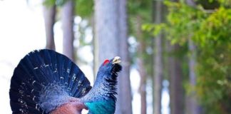 Lajmi i mirë/ Gjeli i egër rikthehet në parkun kombëtar të Tomorrit