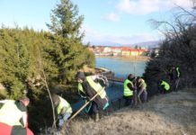 Foto/ Mbillen 1 mijë drurë akacie në kurorën e gjelbër të Pukës
