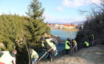 Foto/ Mbillen 1 mijë drurë akacie në kurorën e gjelbër të Pukës