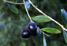 Studimi/ Ulliri, bostani dhe arrorët prodhime me të kërkuara. Ja pse duhet t’i kultivoni