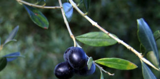 Studimi/ Ulliri, bostani dhe arrorët prodhime me të kërkuara. Ja pse duhet t’i kultivoni