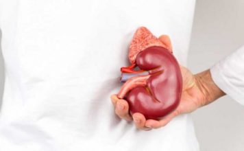 Si të mbroni veshkat! Veprimet që i dëmtojnë