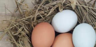 Keni pyetur pse disa vezë janë kafe dhe disa të bardha? Ja përgjigjia