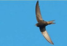 Njihuni me zogun e rrallë, qëndron deri tetë muaj në ajër pa kontakt me tokën