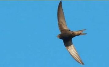 Njihuni me zogun e rrallë, qëndron deri tetë muaj në ajër pa kontakt me tokën