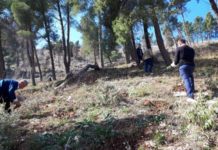 4500 fidanë pishe do të mbillen në zonat e djegura në Berat