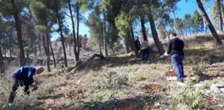 4500 fidanë pishe do të mbillen në zonat e djegura në Berat