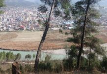 Berat, vijon aksioni për mbjelljen e 4 500 fidanëve me pisha