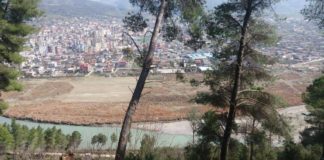 Berat, vijon aksioni për mbjelljen e 4 500 fidanëve me pisha