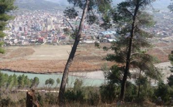 Berat, vijon aksioni për mbjelljen e 4 500 fidanëve me pisha