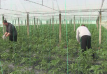 Lënë emigracionin dhe ndërtojnë sera në Roskovec