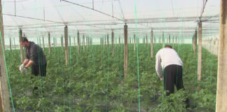 Lënë emigracionin dhe ndërtojnë sera në Roskovec